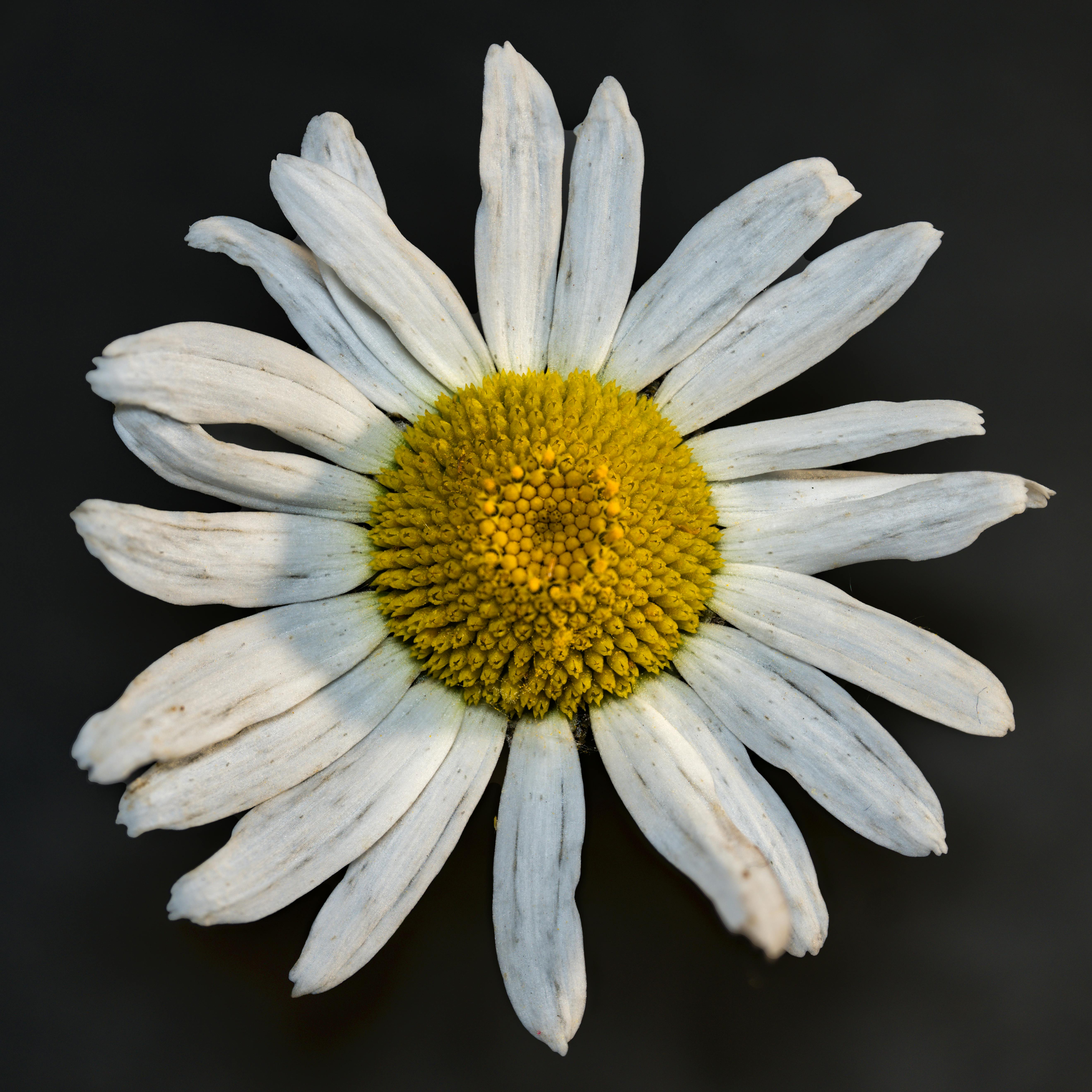 pexels-photo-13106976-13106976 Detailed close-up shot of a chamomile daisy with white petals and yellow center from Plainview, MN.